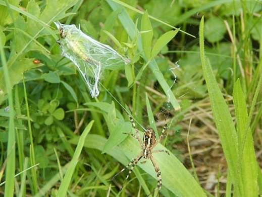 Spinne
