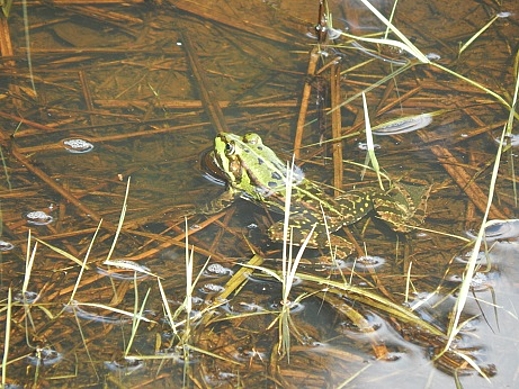 Frosch